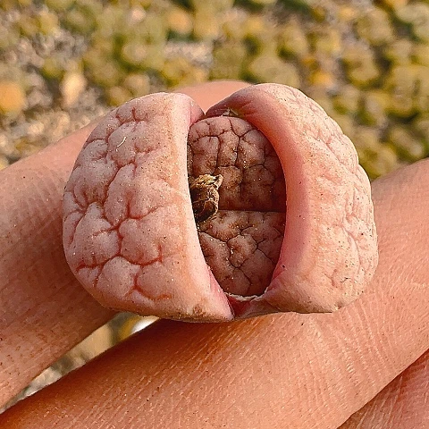 【闪购商品】25580