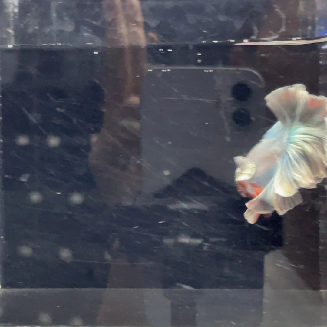 斗鱼Hahahahsha 482