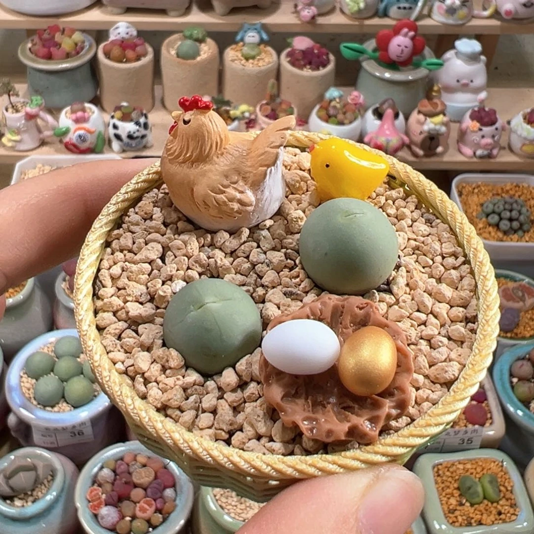 多肉植物40号小鸡一家