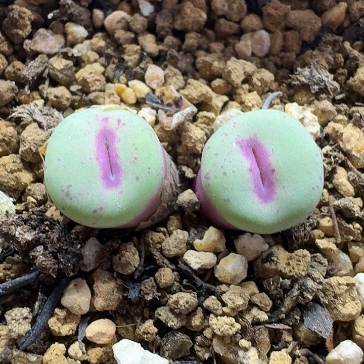 老马生石花p嘴2508