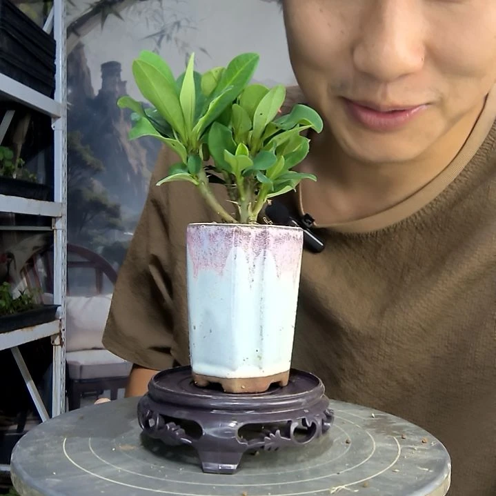 智****Q中青园艺一物一拍263