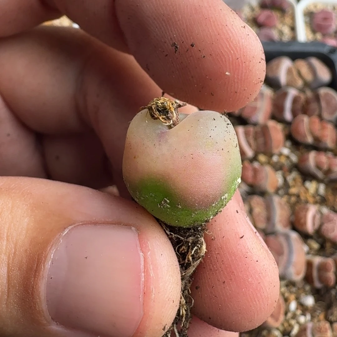 ?*.G435毛汗尼混合三年