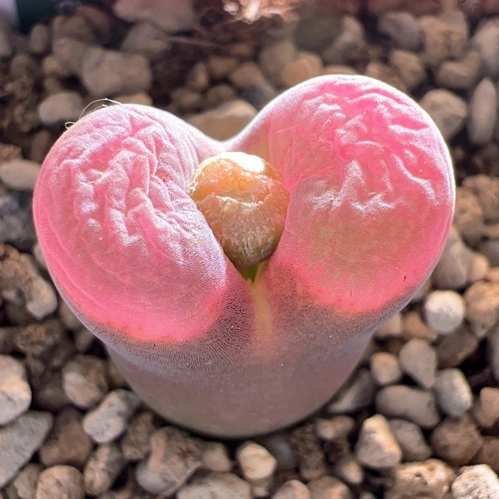 w172。青蛙5年流沙大母本 丝绒窗 流量密码平替 88折后价