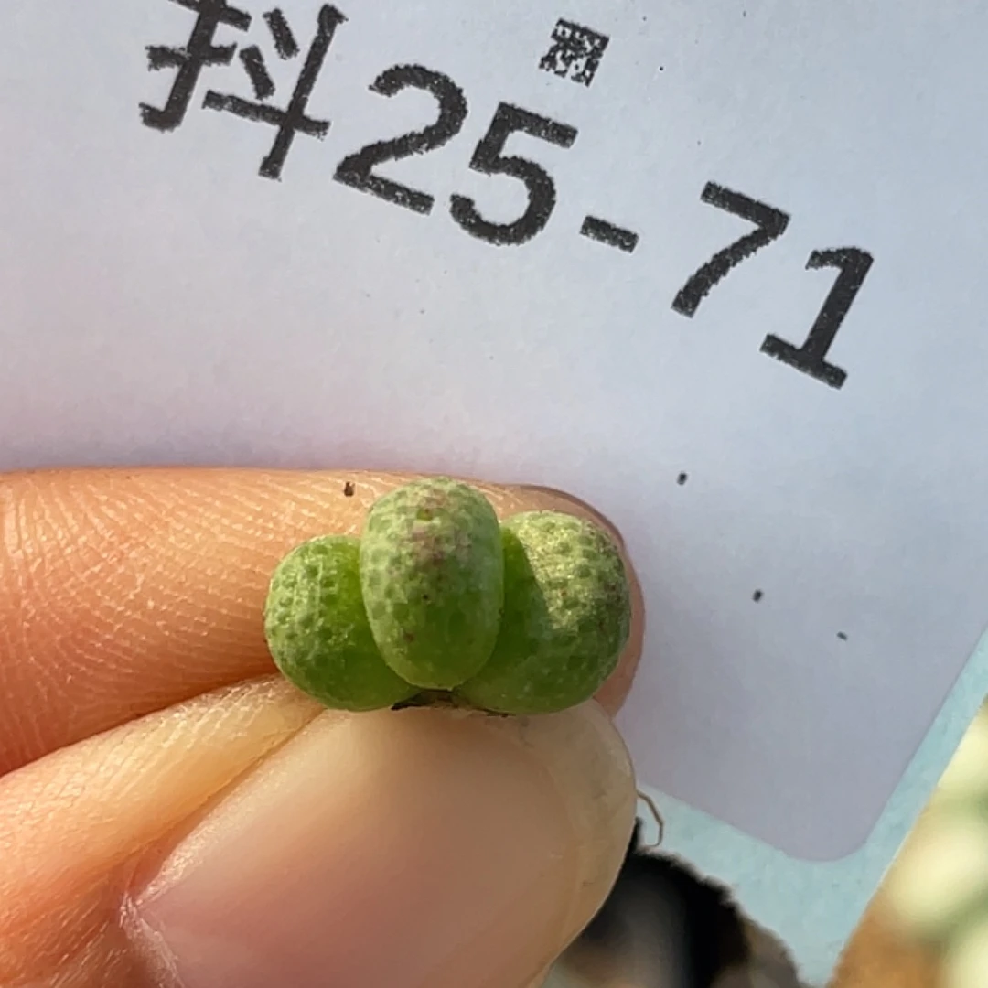 25-71草莓斑马肉锥