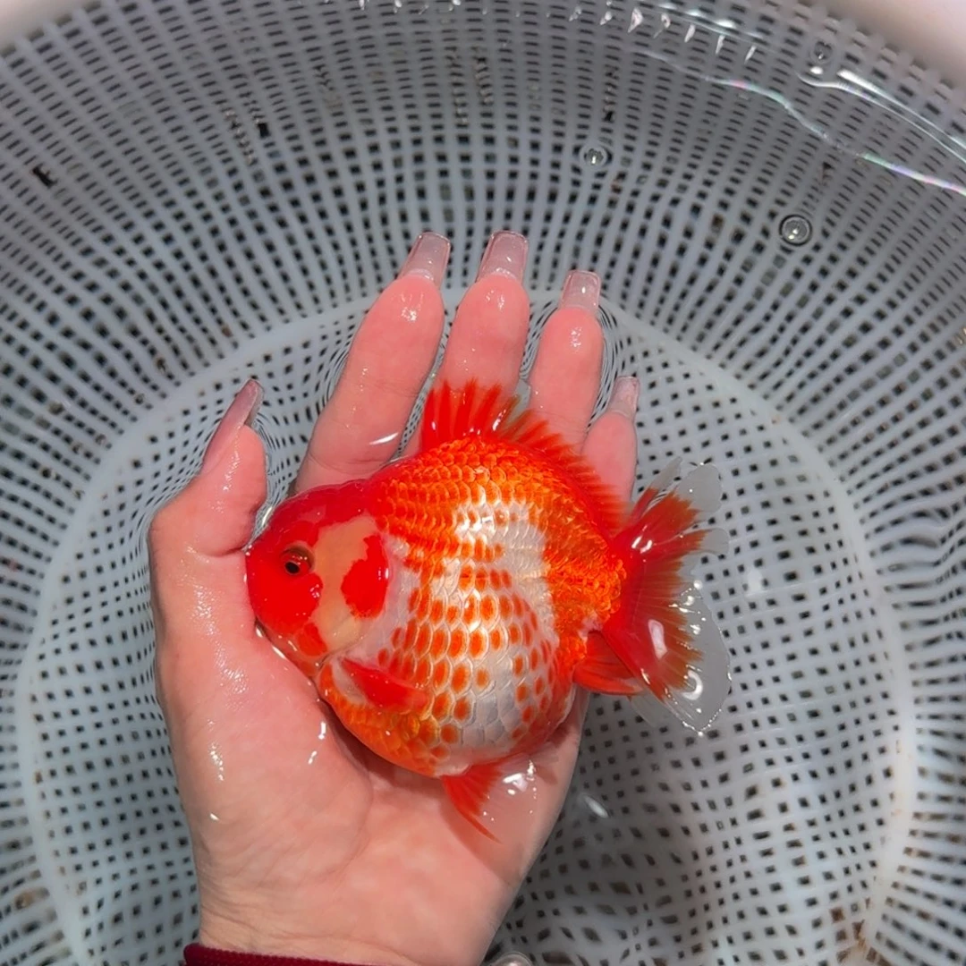 金鱼亚成红白短尾将军狮子