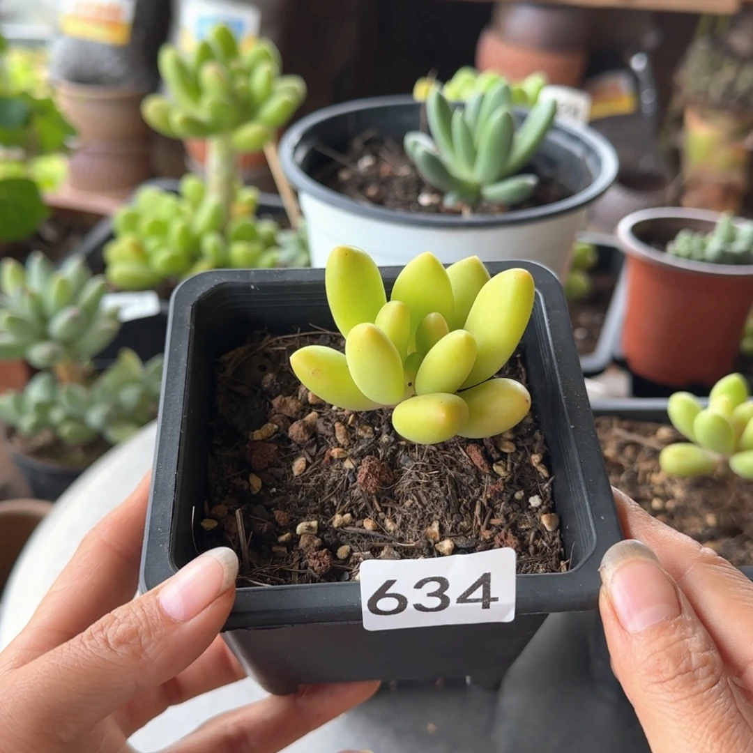 胖***柒634号一物一拍 一物一拍