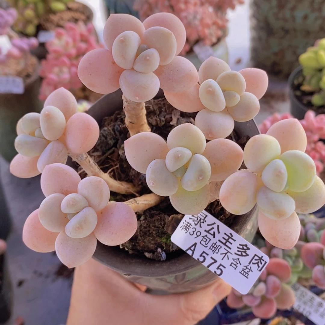 冰川洛神老桩10cm575多肉植物