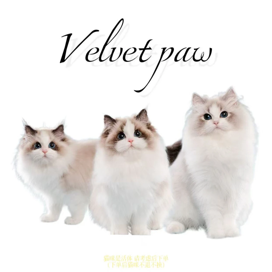 Velvet paw丝绒爪超可爱萌物专属链接宠物猫购买