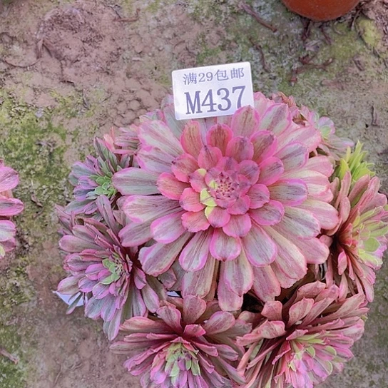 静**生437粉黛多肉植物