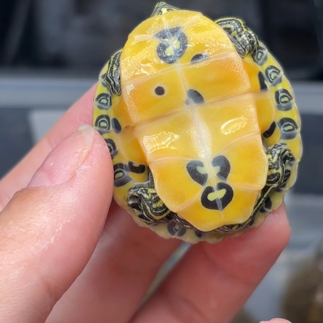 不分公母宠物龟全品火焰