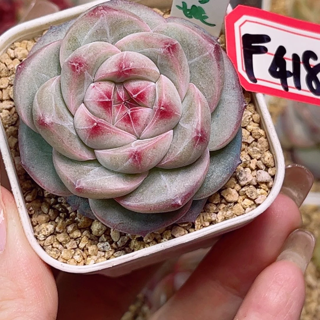 海***睡F418流星珍妮一物一拍