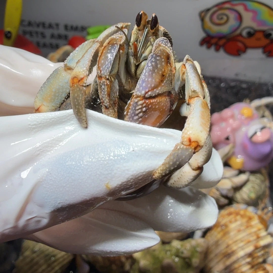 2.1口黑棕异色。