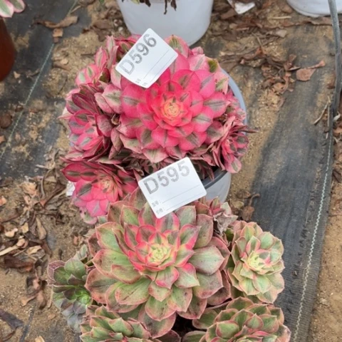 多肉植物火龙果倾成