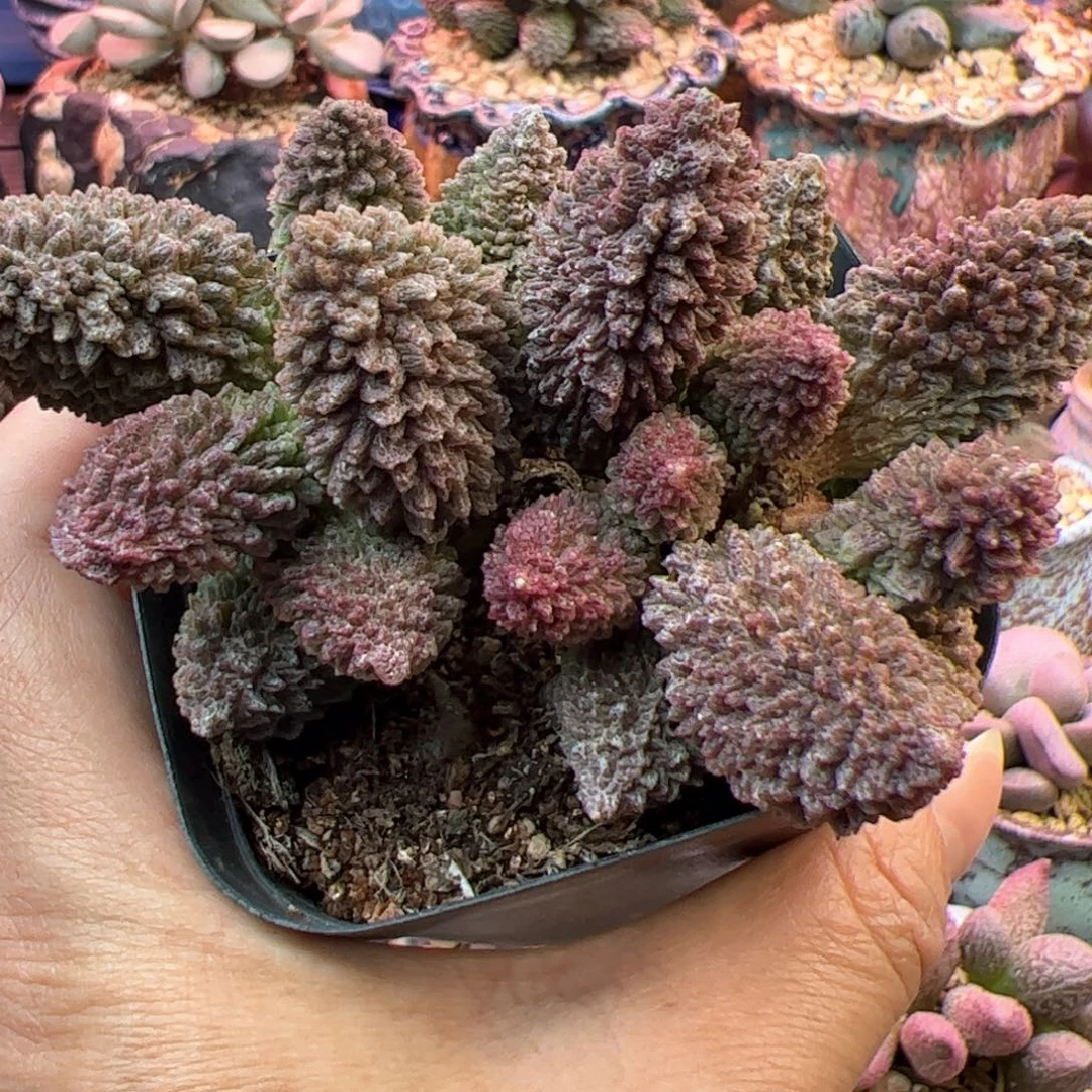 朱紫玉。