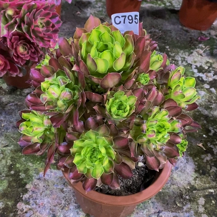 韶华多肉植物795