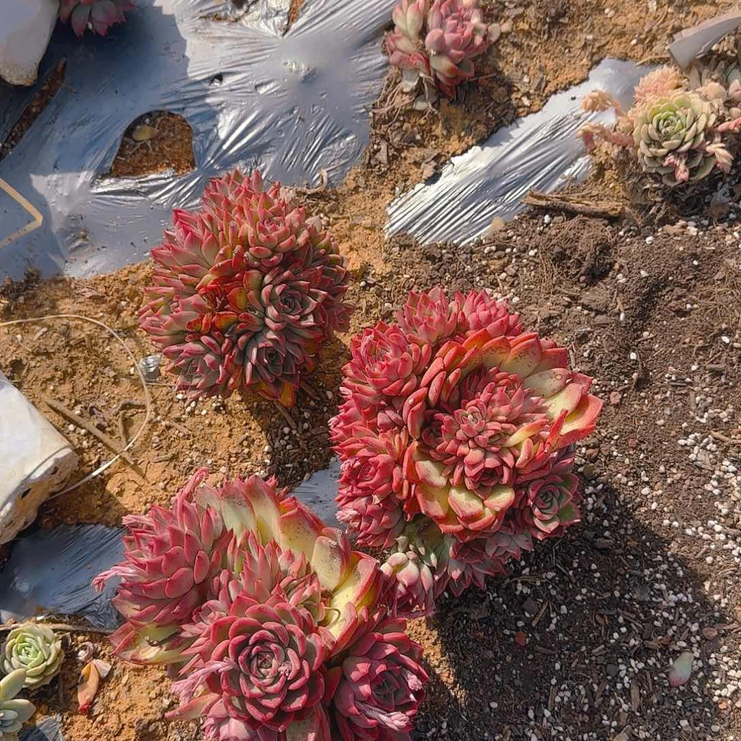 盆栽瑞安娜多肉3颗