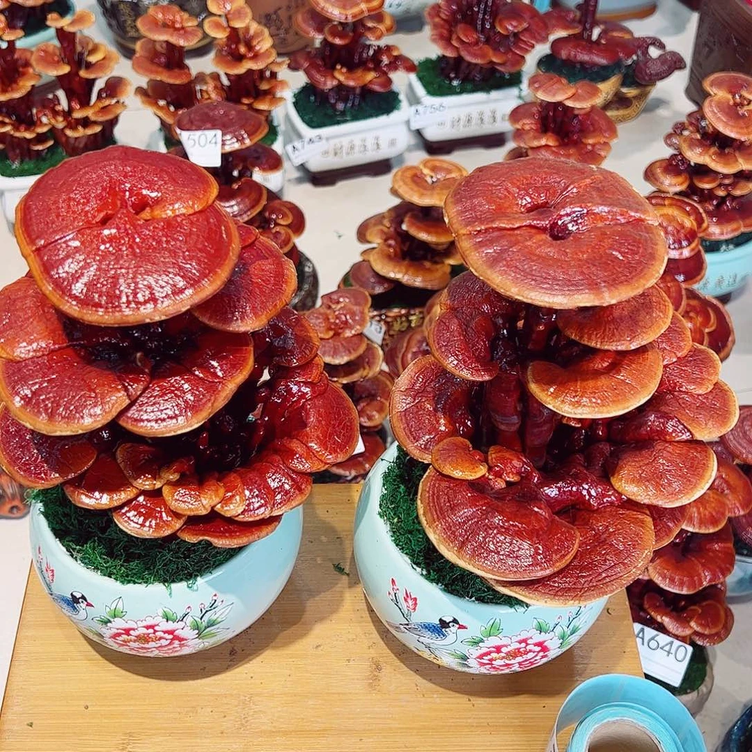 无花朵灵芝盆景大三层一对