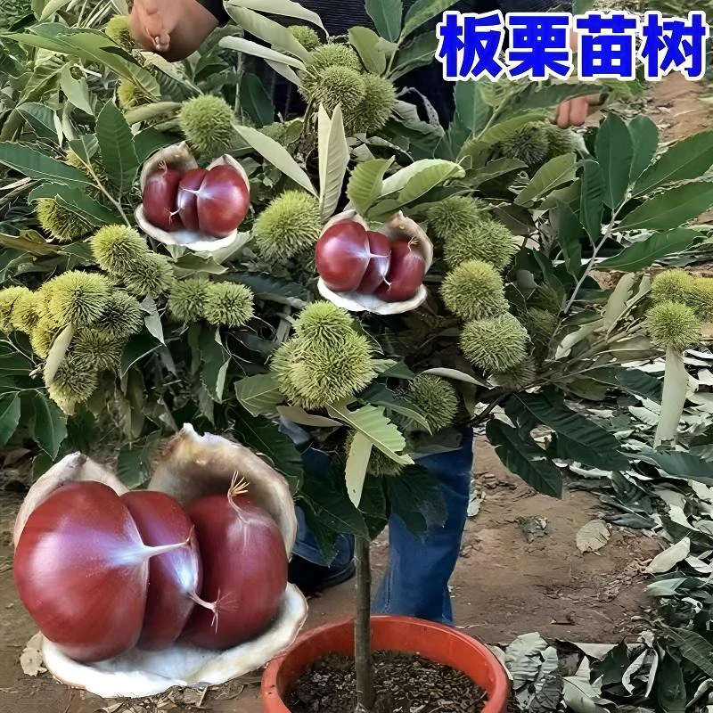 板栗苗树果树果苗南方北方庭院种植嫁接特大栗子树苗盆栽当年结果