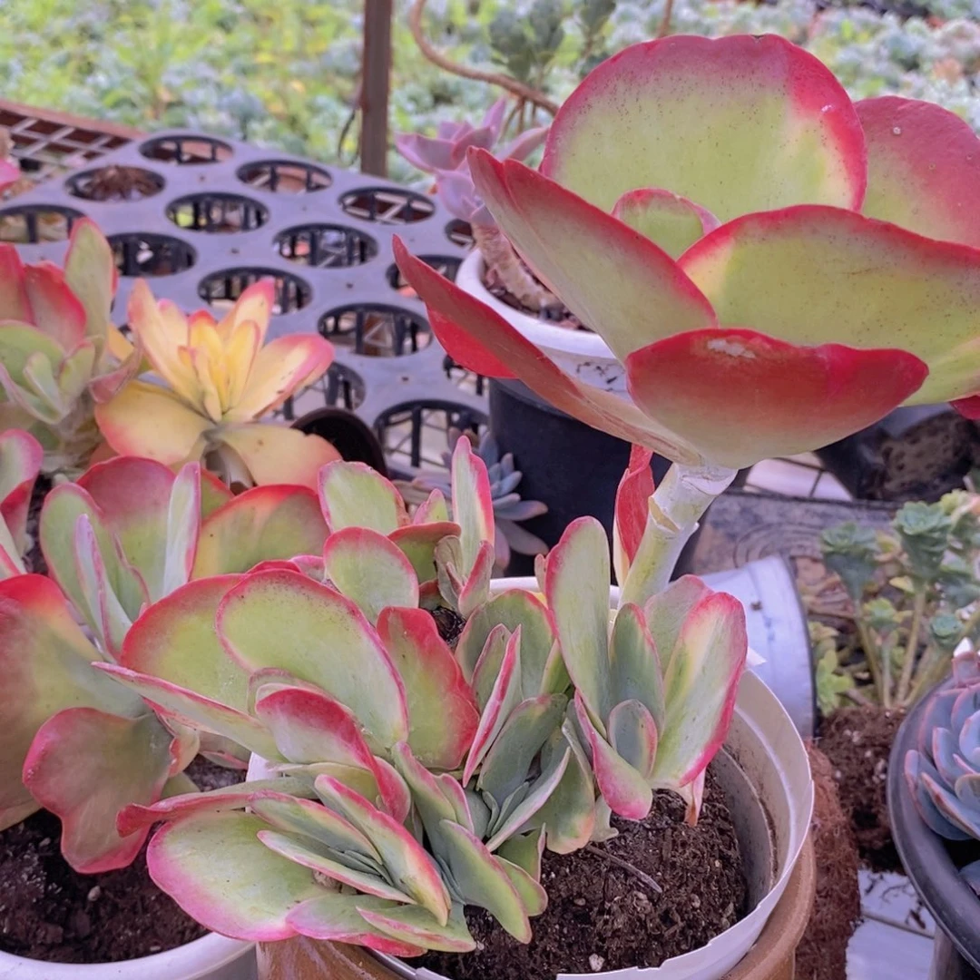 唐印锦多头群生大盆