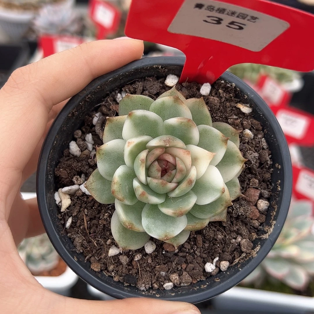 35号黑水晶锦多肉植物
