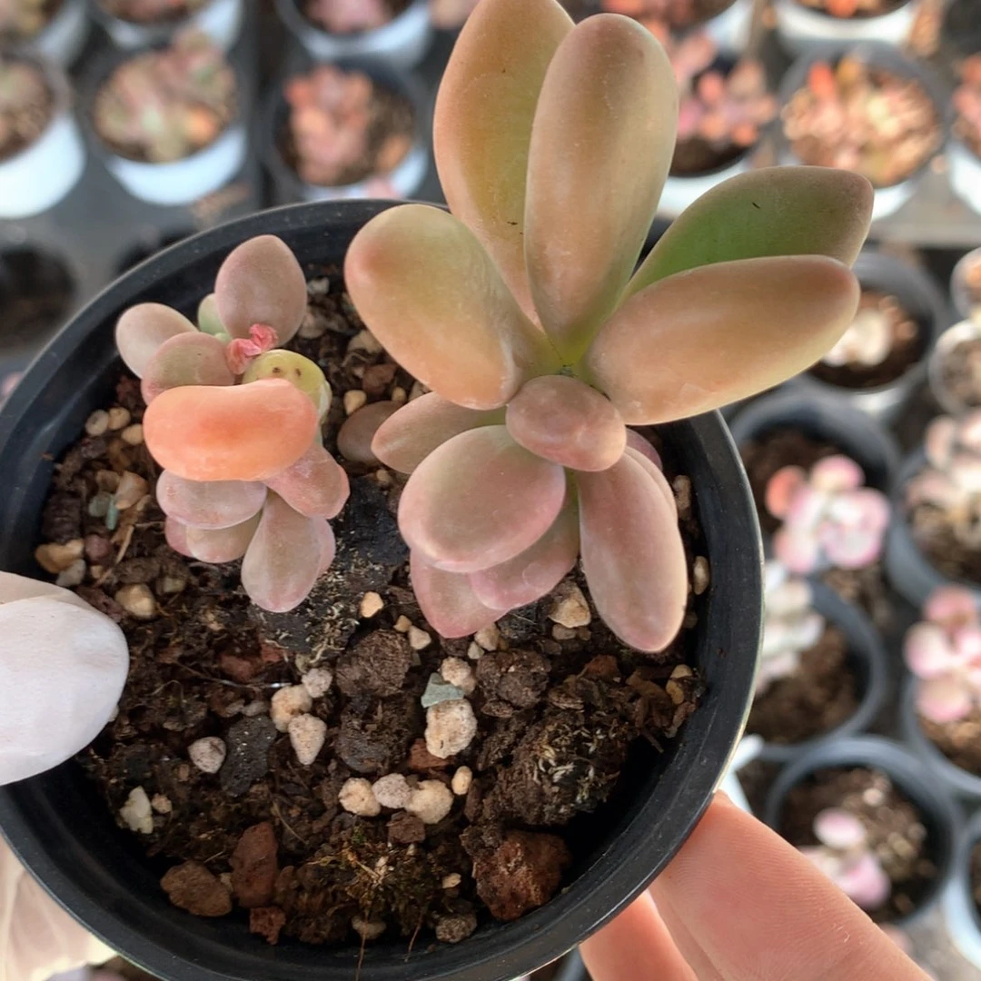 芒果奶芒果奶芒果奶358