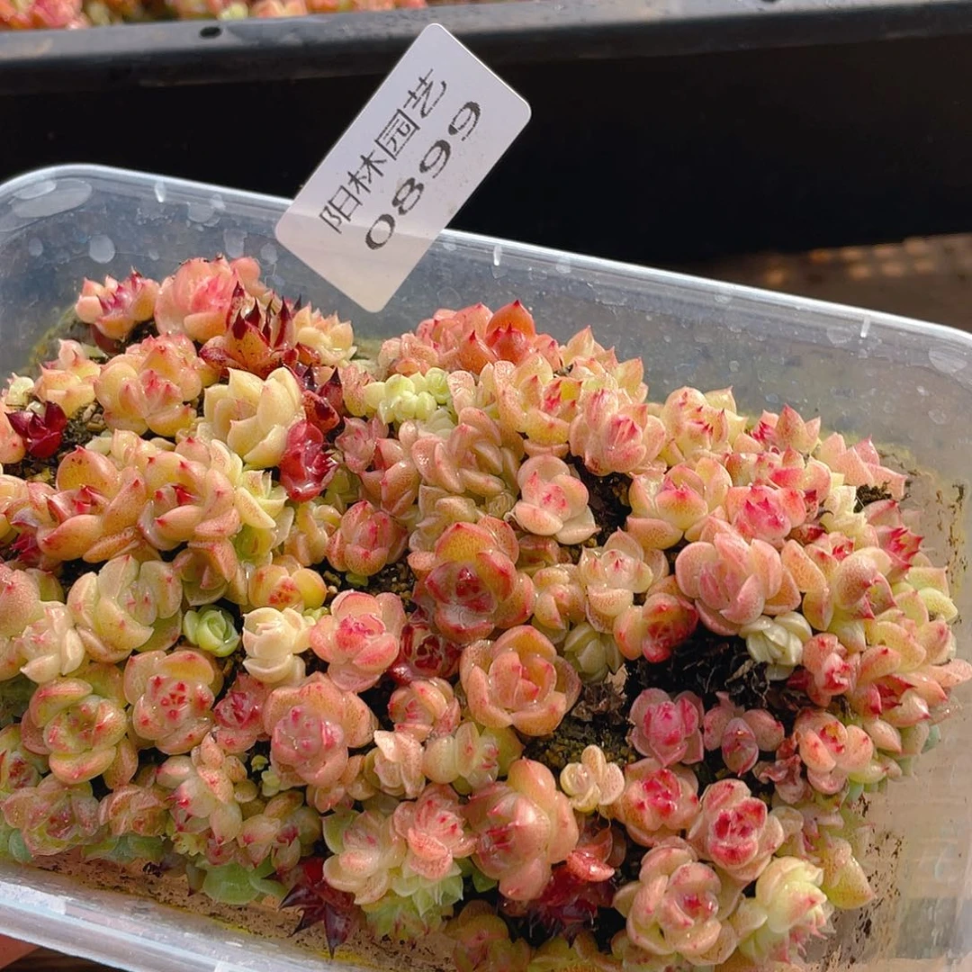 多肉植物多肉植物899