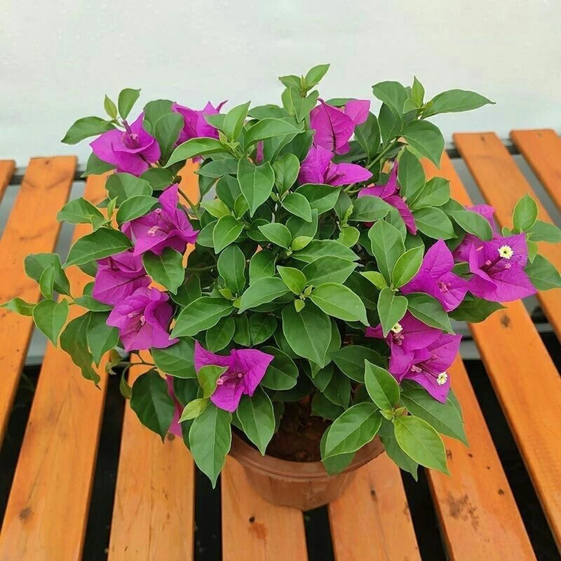 勤花重瓣三角梅盆栽植物四季开花阳台庭院绿植
