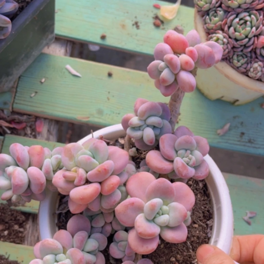 【闪购商品】丸叶红洛神1310