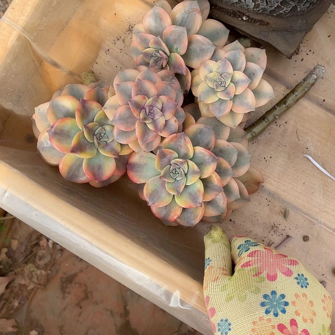 用****2多肉植物暖黄皮紫乐景五个断头60