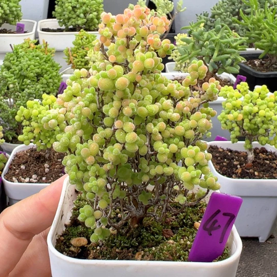 47号彩色蜜橘一物一拍
