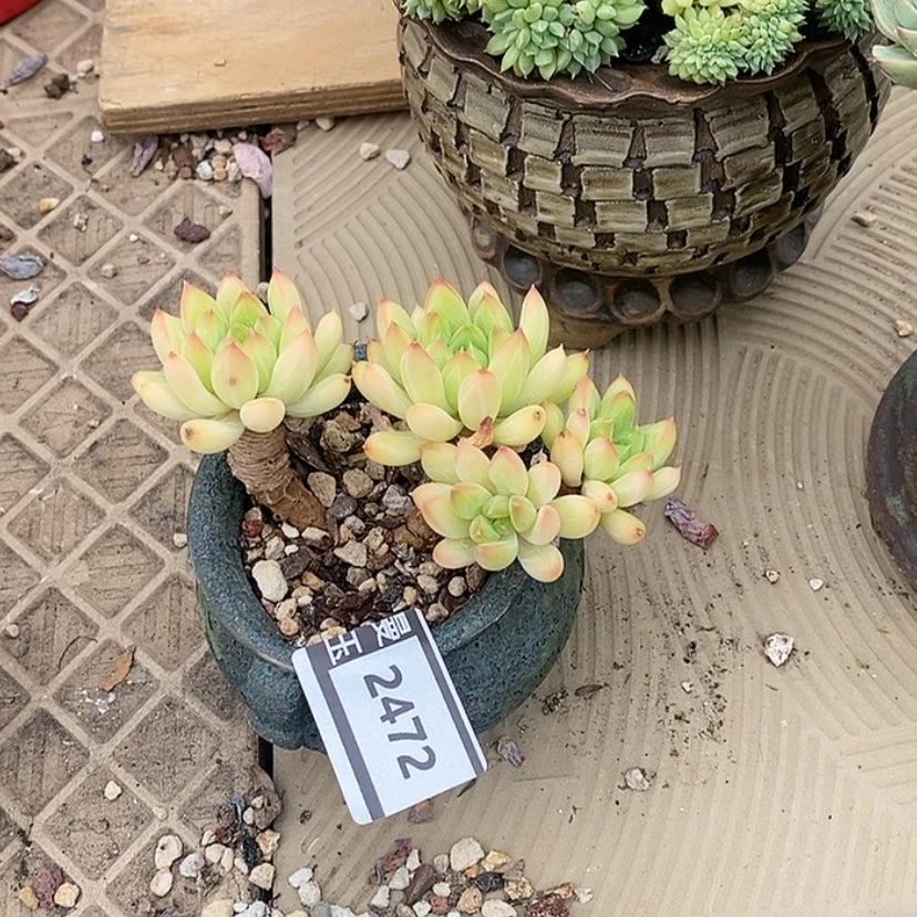 【闪购商品】甲骨文2472