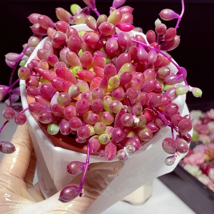 紫玄月样品1颗带盆