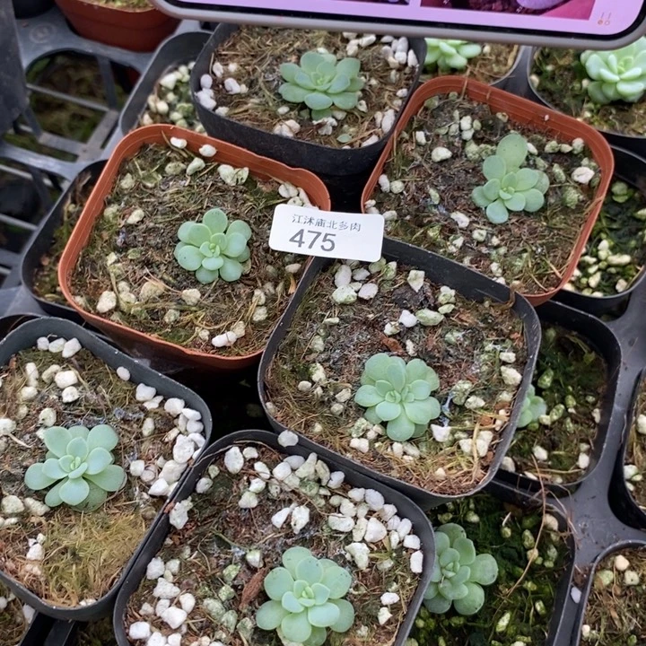 标475甜心2909一个量拍