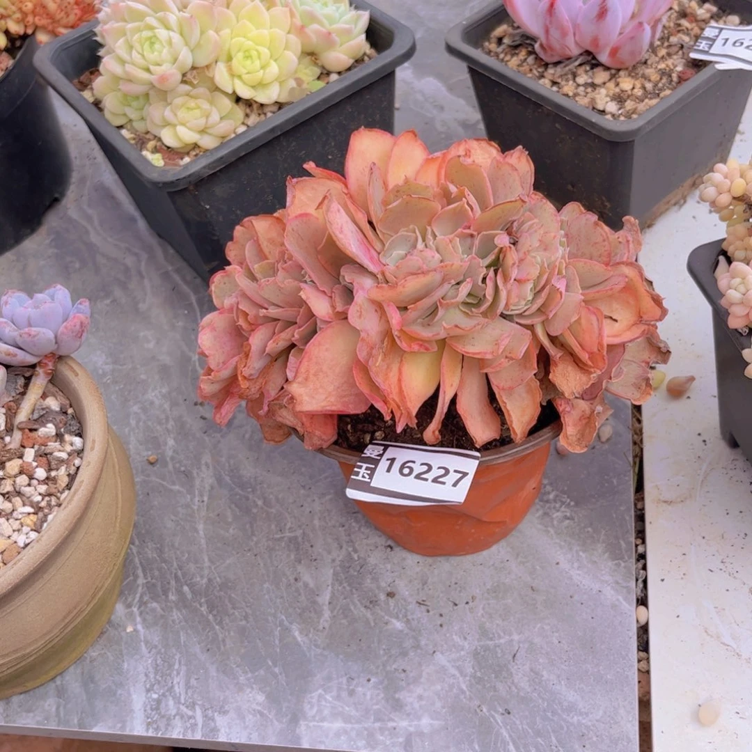 高砂缀多肉植物16227