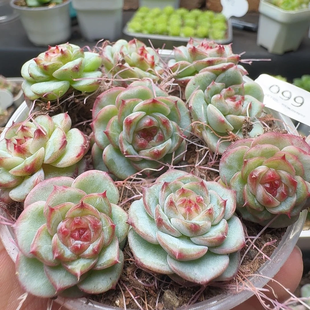 一物一拍一盒903-99