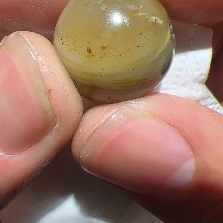 香榧木在这里的时候