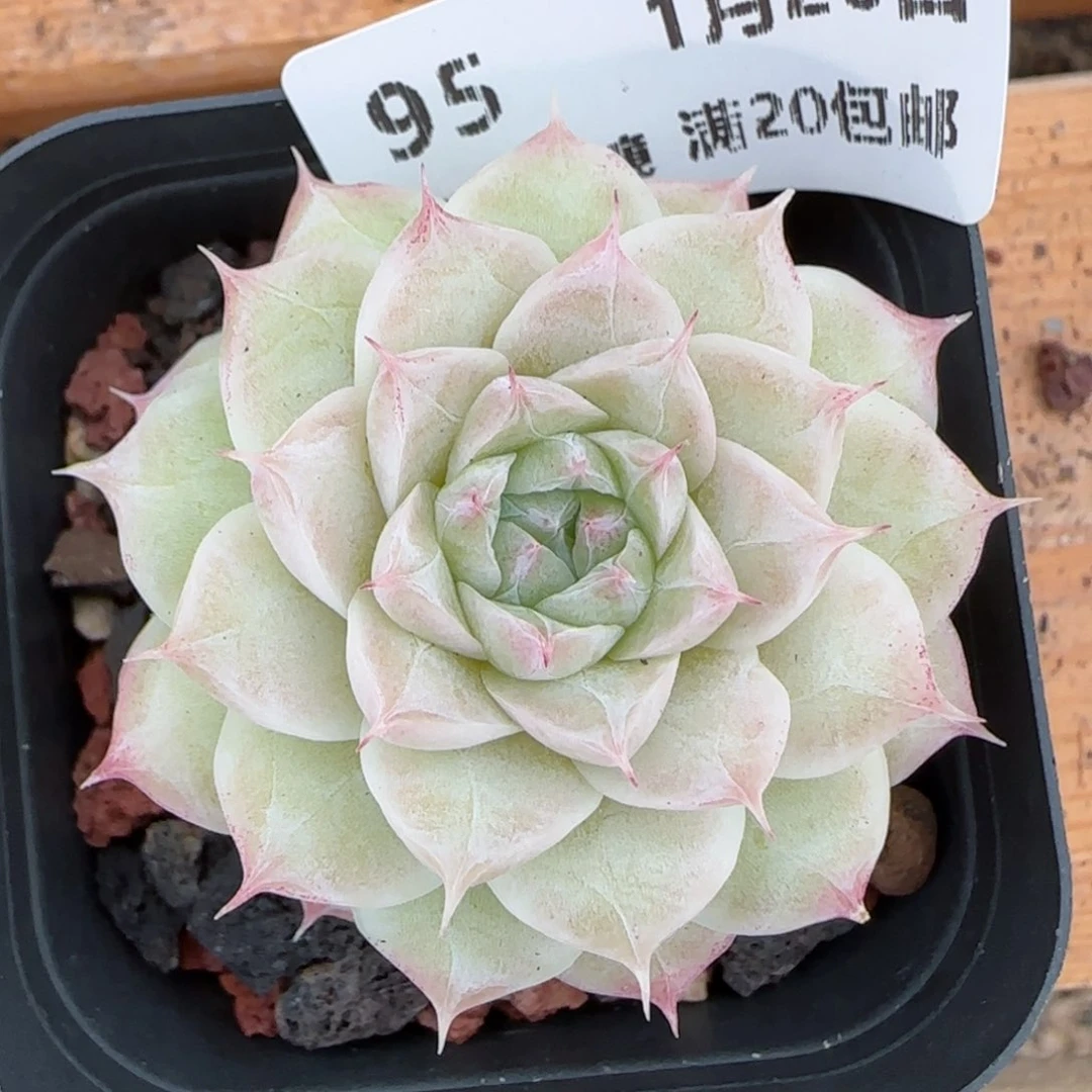 花语逸镜0126-95