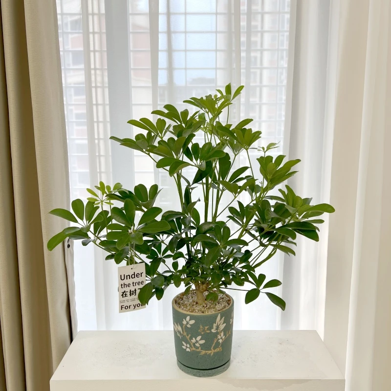 【喜半阴】鸭脚木盆栽客厅旺宅桌面植物玄关八方来财办公室卧室绿植