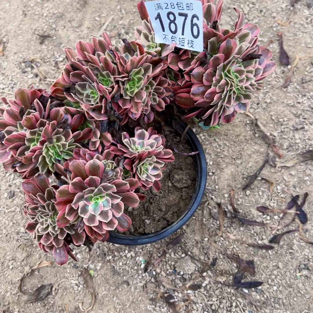 1876美杜莎缀多肉植物
