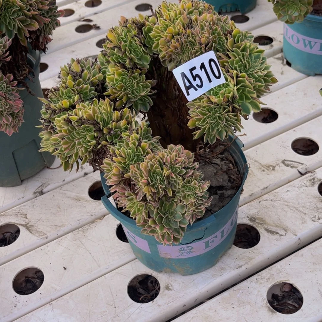 女神法师7/—8包邮