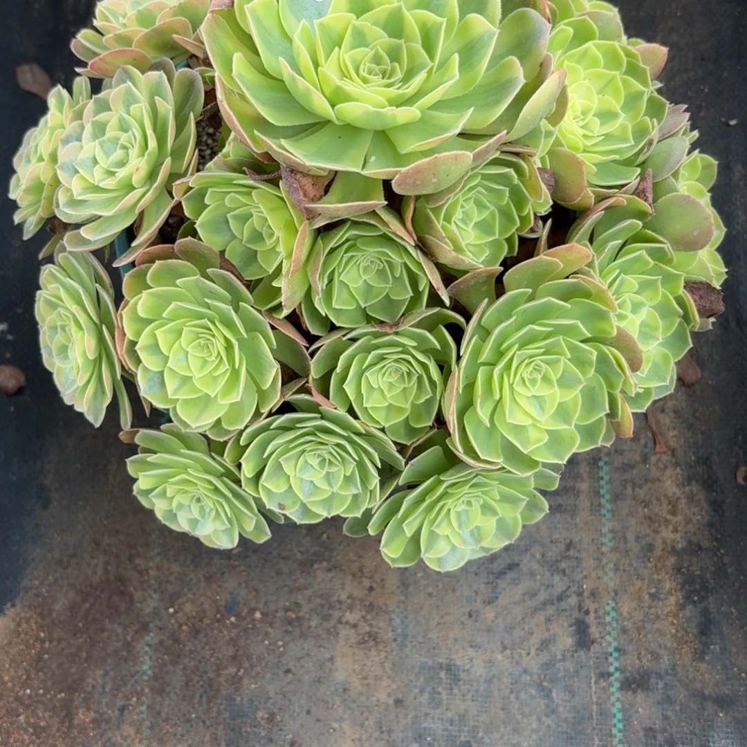 栗***~422雨河多肉植物寄养