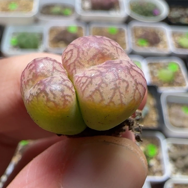杂交漂亮多肉植物165