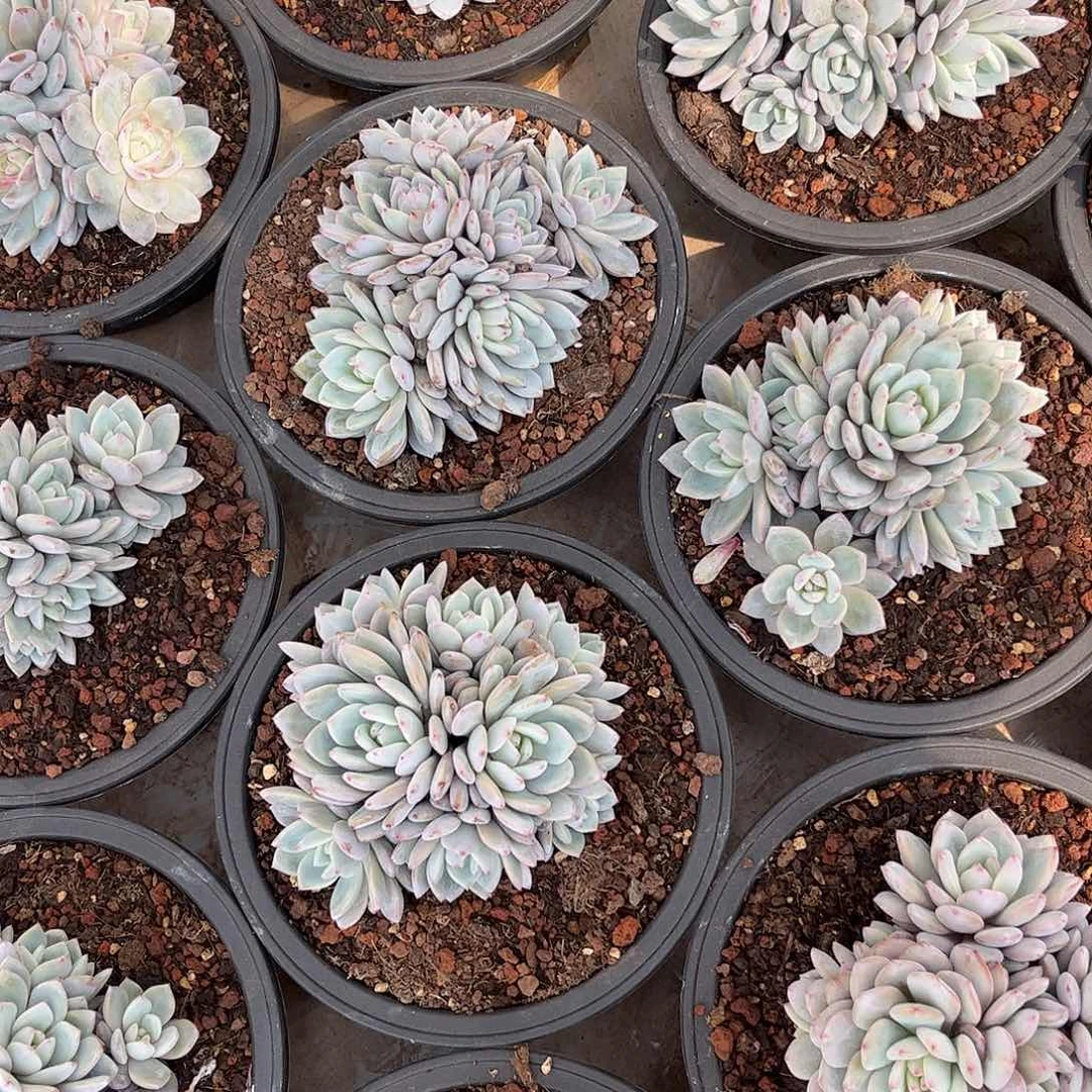 曦****8寄养链接的肉肉的肉肉