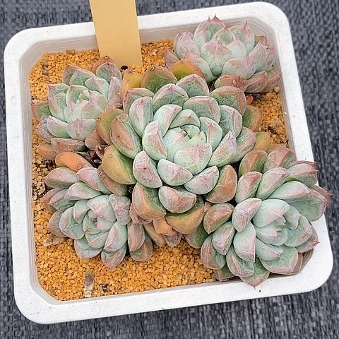 191多肉植物老桩