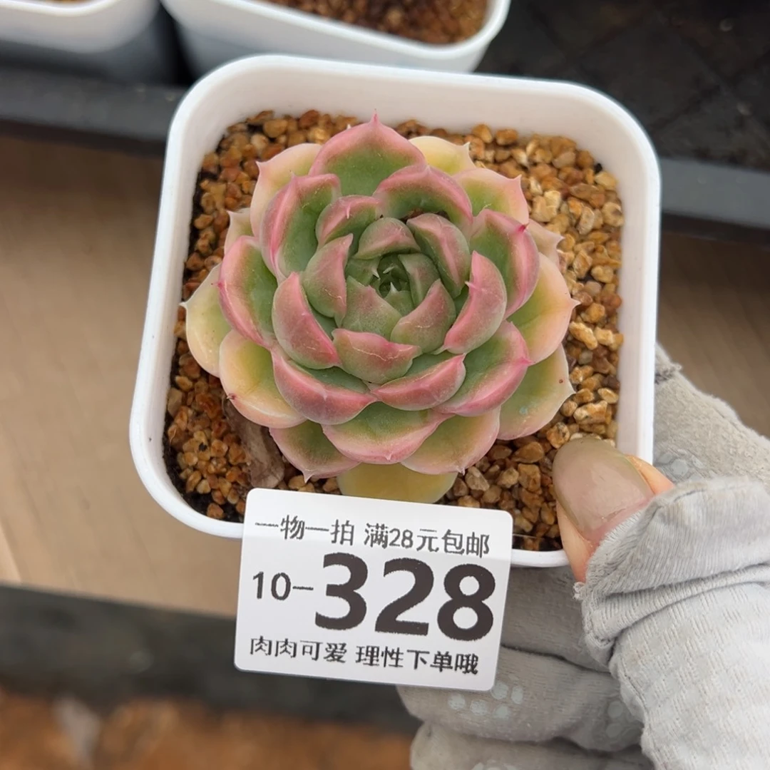 水晶虾饺多肉多肉多肉多肉多肉