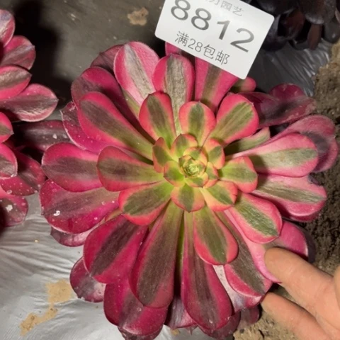 美杜莎多肉的8812
