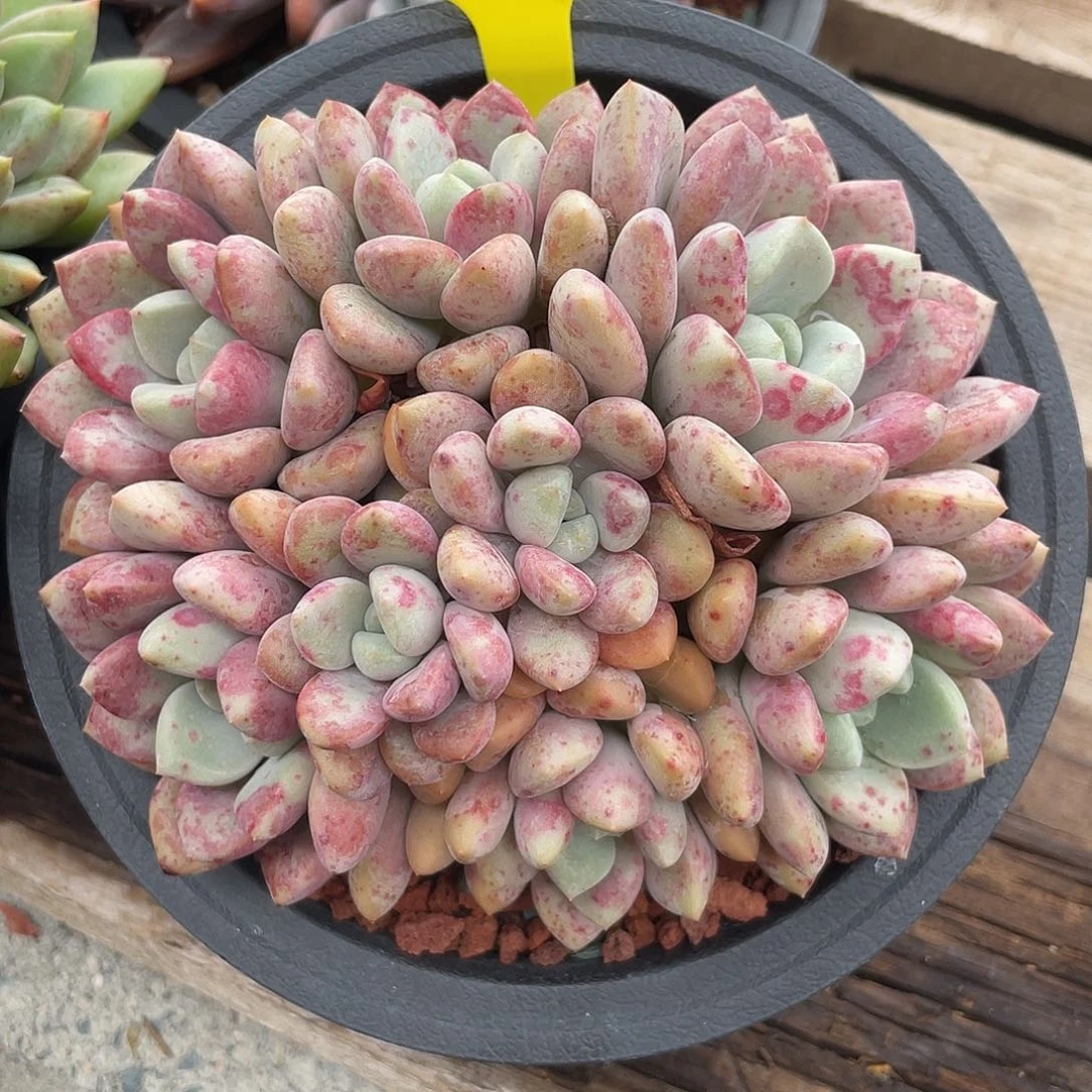 花斑鹿群生多肉植物179