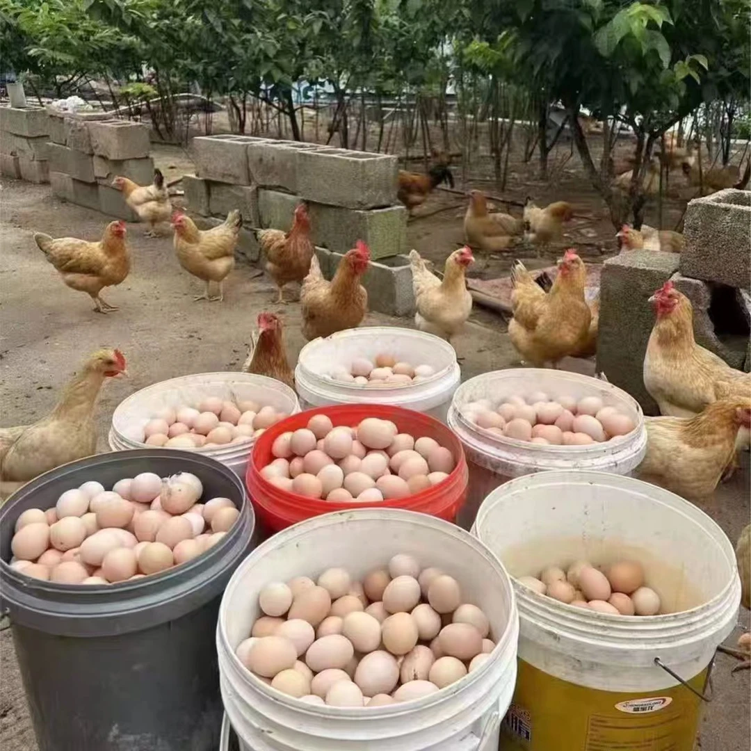 【50枚大份装】新鲜鸡蛋五谷喂养鸡蛋更香大份家庭装营养美味