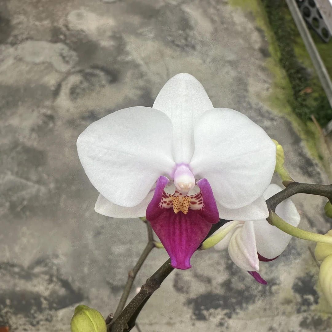 【小红唇3.0寸】蝴蝶兰鲜花盆栽