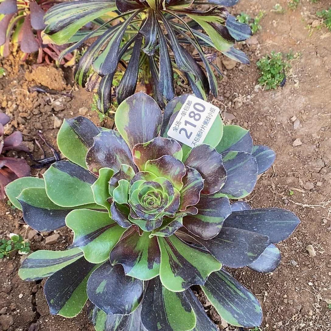 2180花斑鹿多肉法师锦